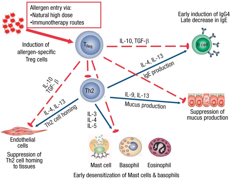 Mechanisms of immune tolerance to allergens in children